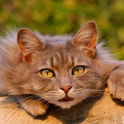 cat-401124_1920