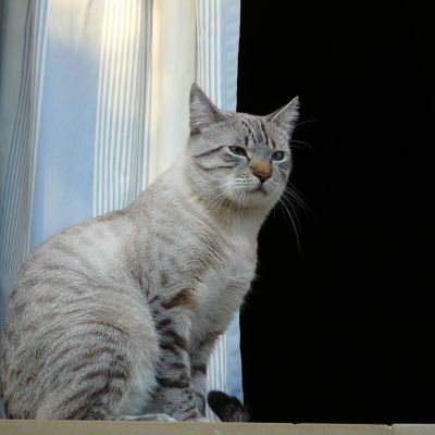 cat-256850_1920