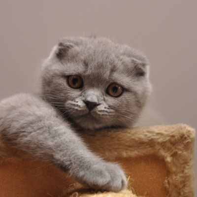 gatto impaurito
