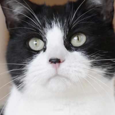 Felix_PleaseYourCat_03