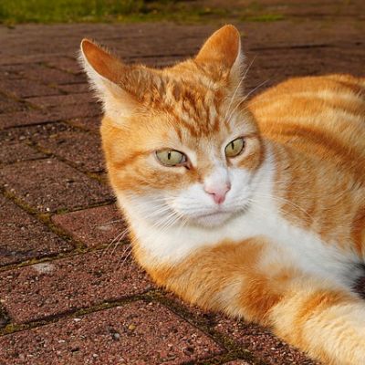 gattosole