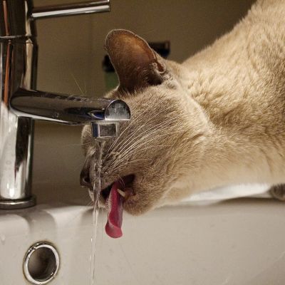 cat-635552_1280