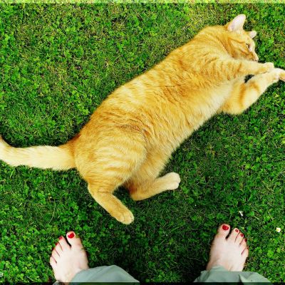 cat-287022_1280