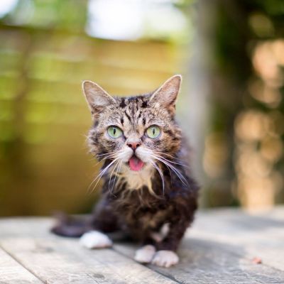 bub