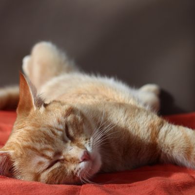 cat-280712_1280
