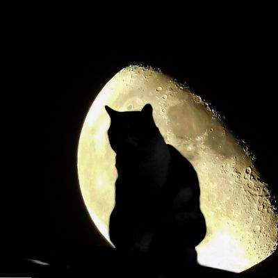 cat-972603_1920