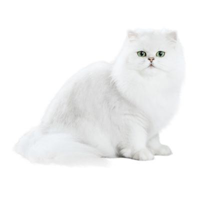 cat_MGL1345_sitting
