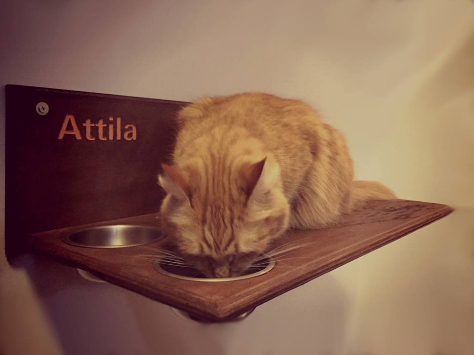 arredo gatto