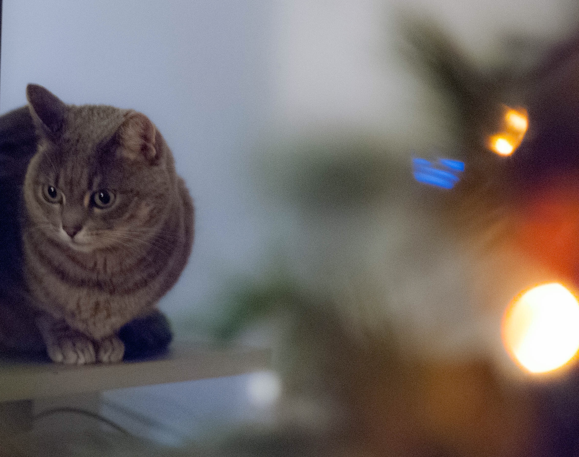 Gatto bianco carino si sente paura e sorpresa dell'aspirapolvere.