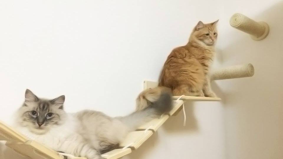 Come rendere la casa a misura di gatto: consigli - ArcaMagazine