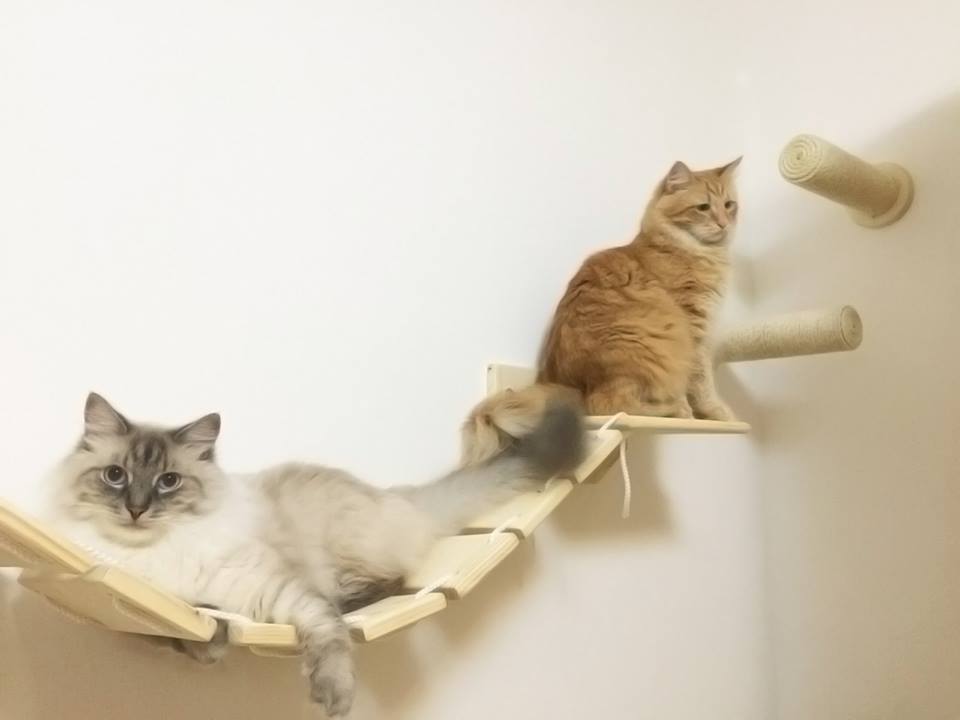 La casa ideale per i gatti: consigli per l'arredamento ~ La