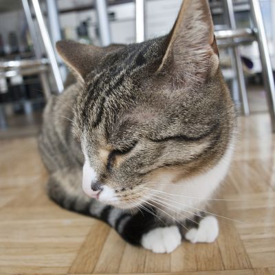 cat-358988_1280