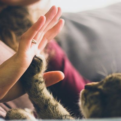 cat-691175_1280