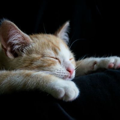 cat-savetheduck