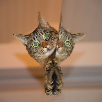 cat-697113_1280