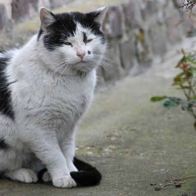 cat-321956_1280