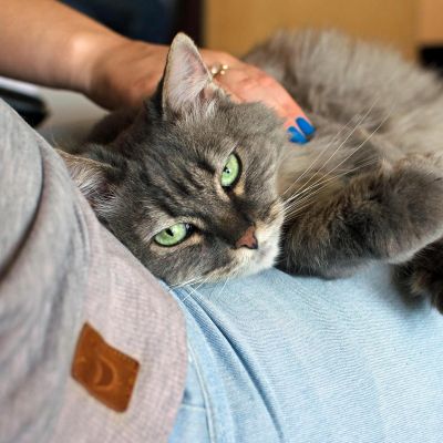 cat-1148305_1280