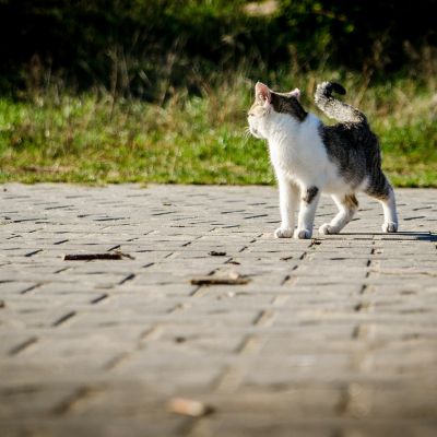cat-256192_1280