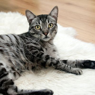 cat-468232_1280