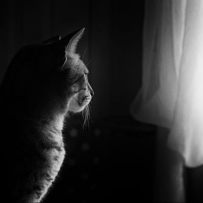 cat-659426_1280