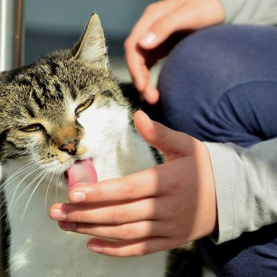 cat-948261_1280