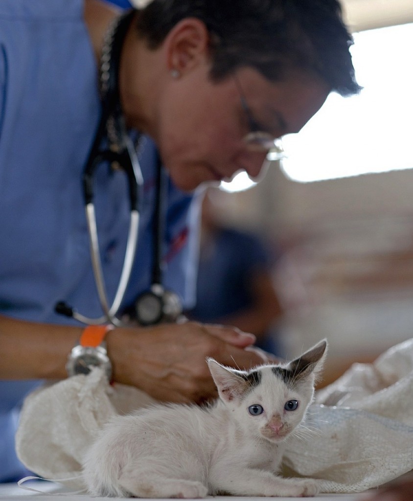 gatto dal veterinario