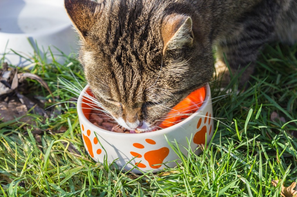 La ciotola ideale per gatti ~ La psicologa dei gatti