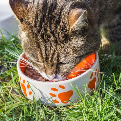 cat-1136365_1280