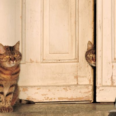 cats-1407701_1280