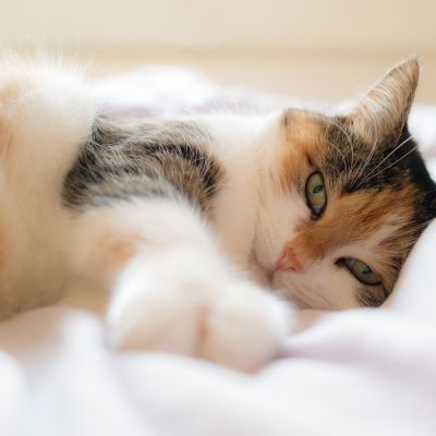 cat-1058095_1280