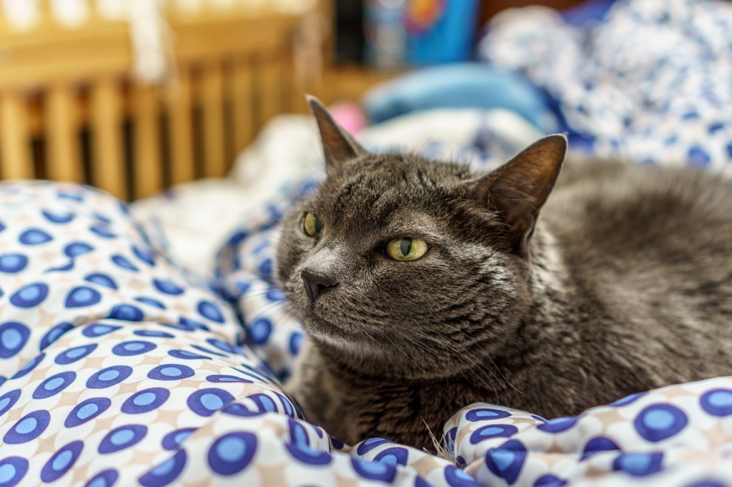 gatto nel letto