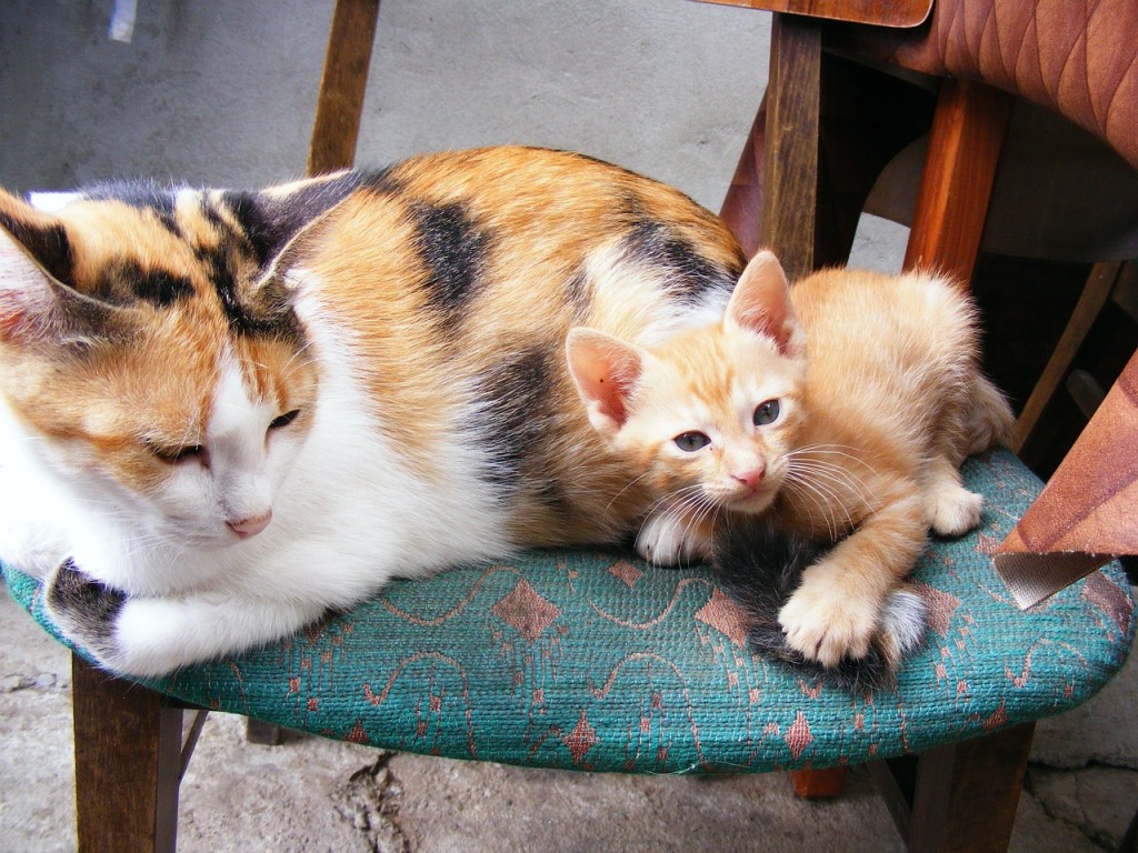 gatto adulto e gatto piccolo