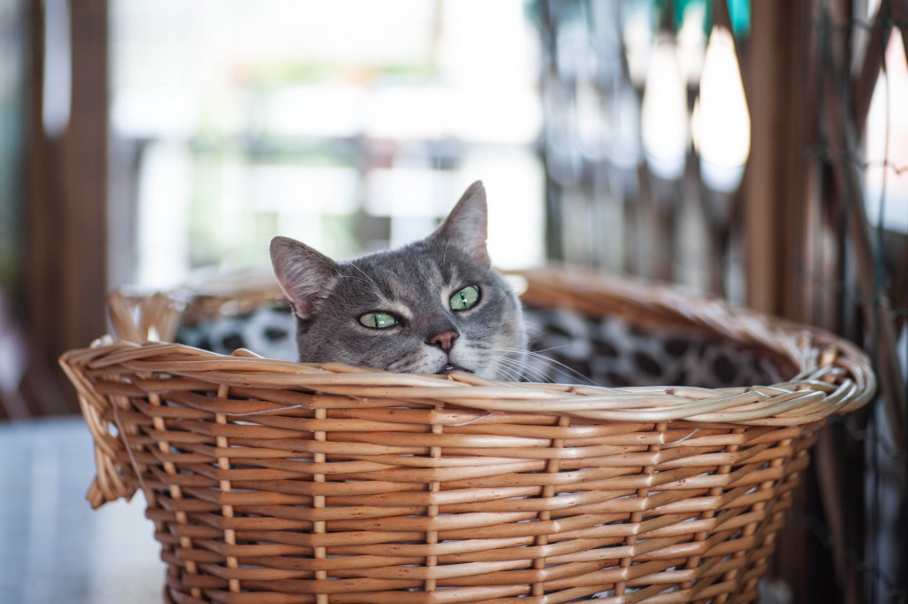 cuccia in vimini per gatto