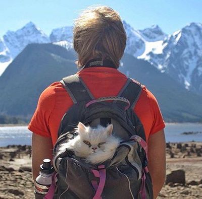camping-with-cats7