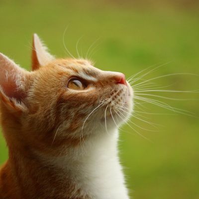 cat-1417278_1280
