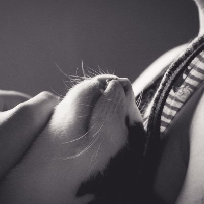 cat-1471896_1280 (1)