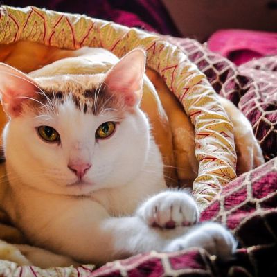 cat-1513184_1280