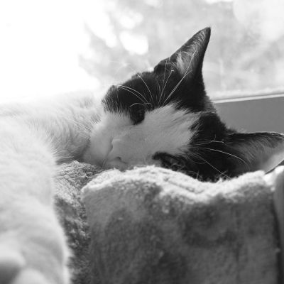 cat-684286_1280