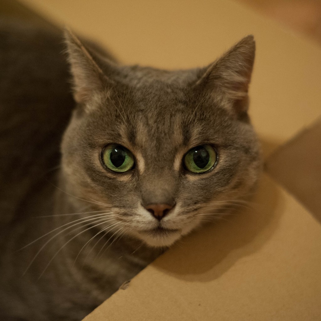 gatto in scatola