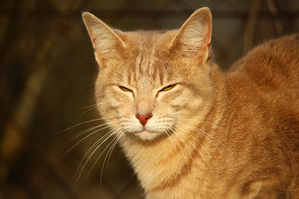 cat kiss