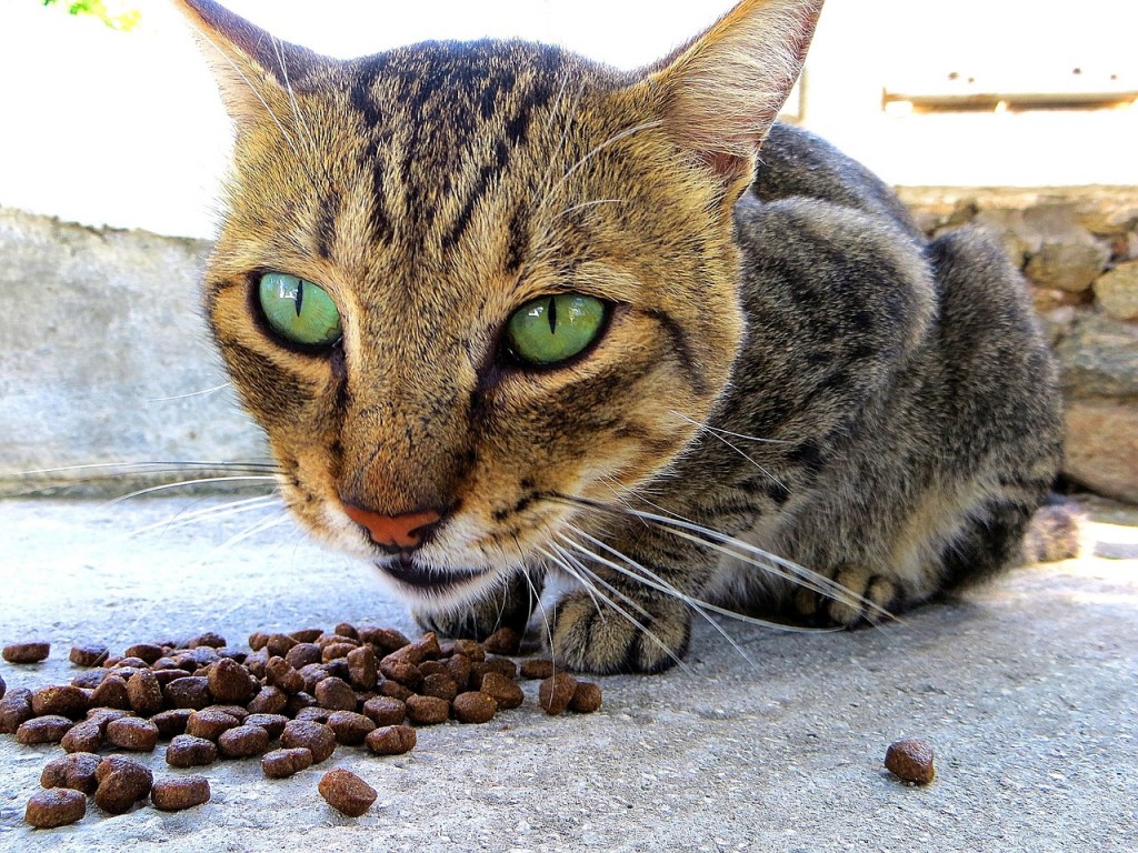 gatto che mangia croccantini