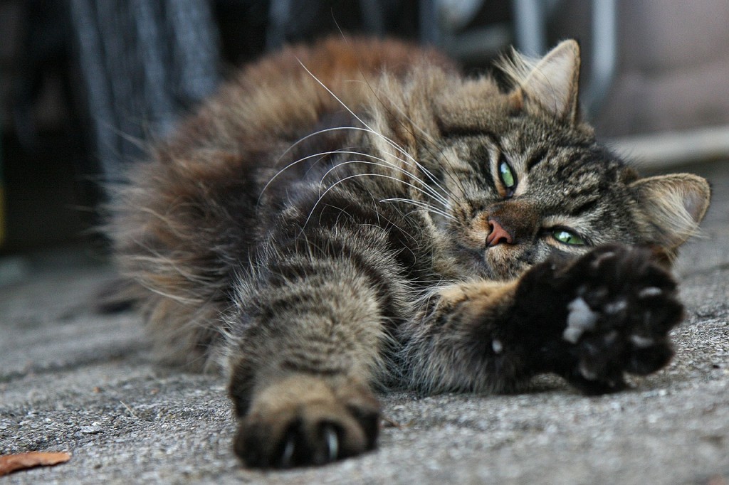 cat kiss