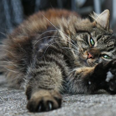 cat-596418_1280