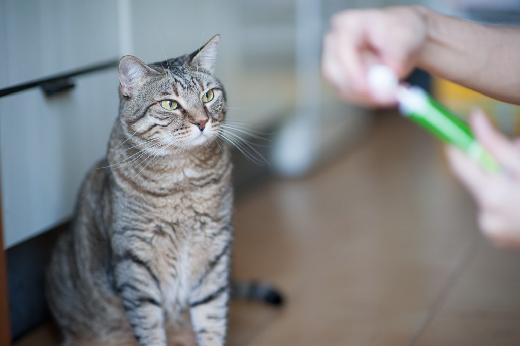 gatto paste al malto