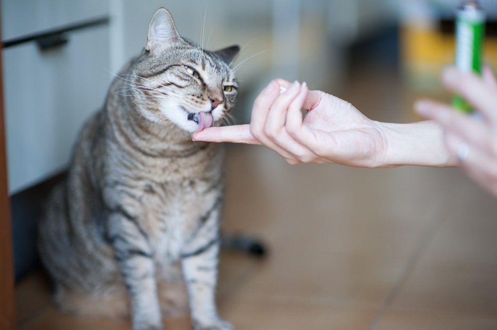 gatto paste al malto