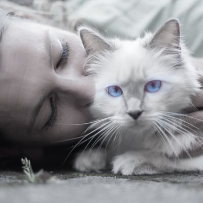 cat-1423844_1280