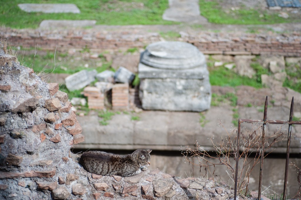 gatto Torre Argentina