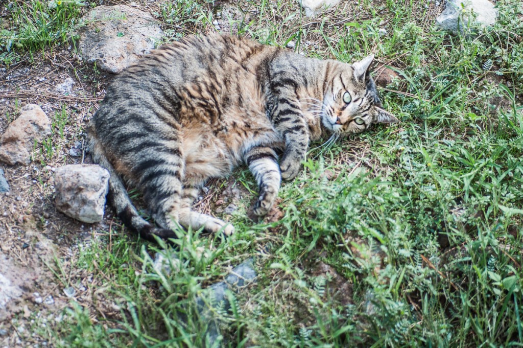 Gatto Torre Argentina