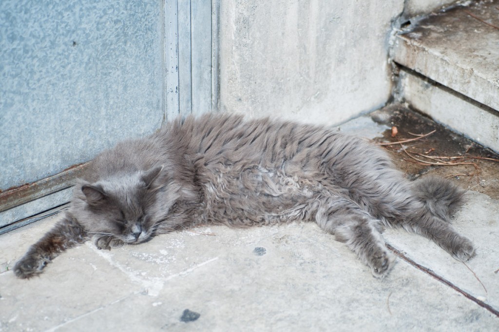 gatto torre argentina