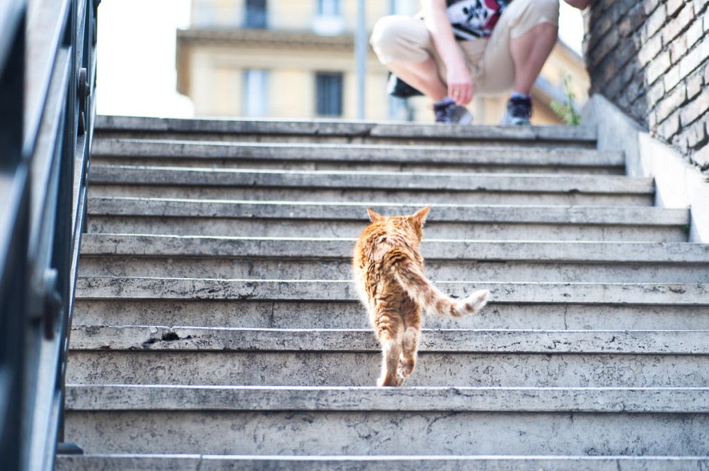 gatto torre argentina roma